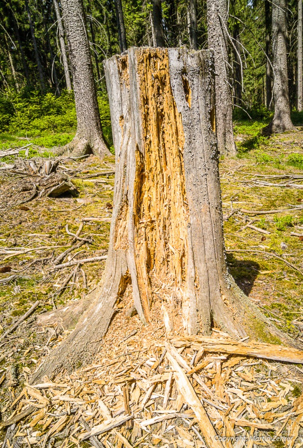 Foto: Martin Zehrer - Ein alter, morscher Baumstamm. Bei näherem Hinsehen Hinsehen könnt Ihr eine ganze Waldameisen-Kolonie erkennen... Nichts bleibt in der Natur ungenützt...<br />
<br />
Abkürzung: Ei 