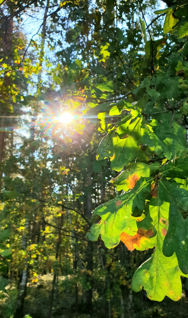 Foto: Martin Zehrer - Herbstgeflüster... 