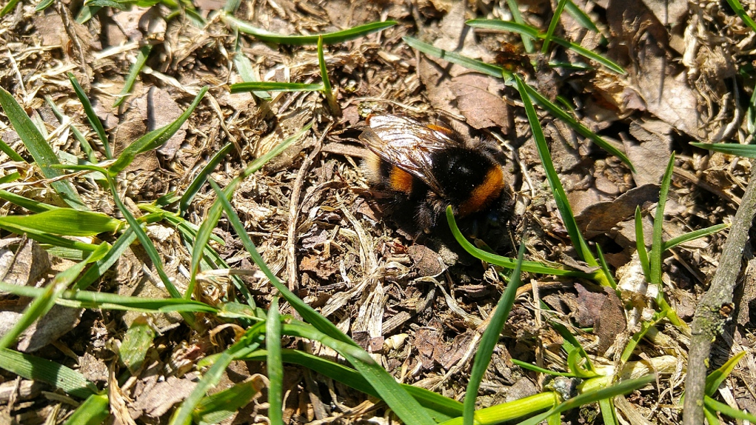 Foto: Martin Zehrer - Eine riesige Hummel, geschwächt vom Wind und dem frischen Wetter, gesehen beim Aufstieg zum Armesberg.<br />
<br />
07. April 2019 