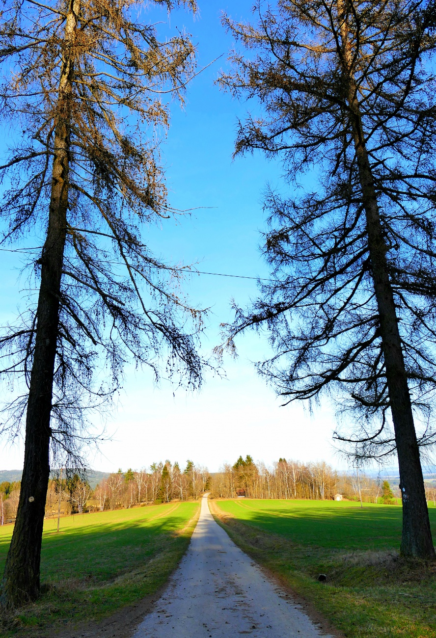 Foto: Martin Zehrer - Was bist Du schön... unterwegs am Zissler-Wald zwischen Godas und Zwergau liegend... 