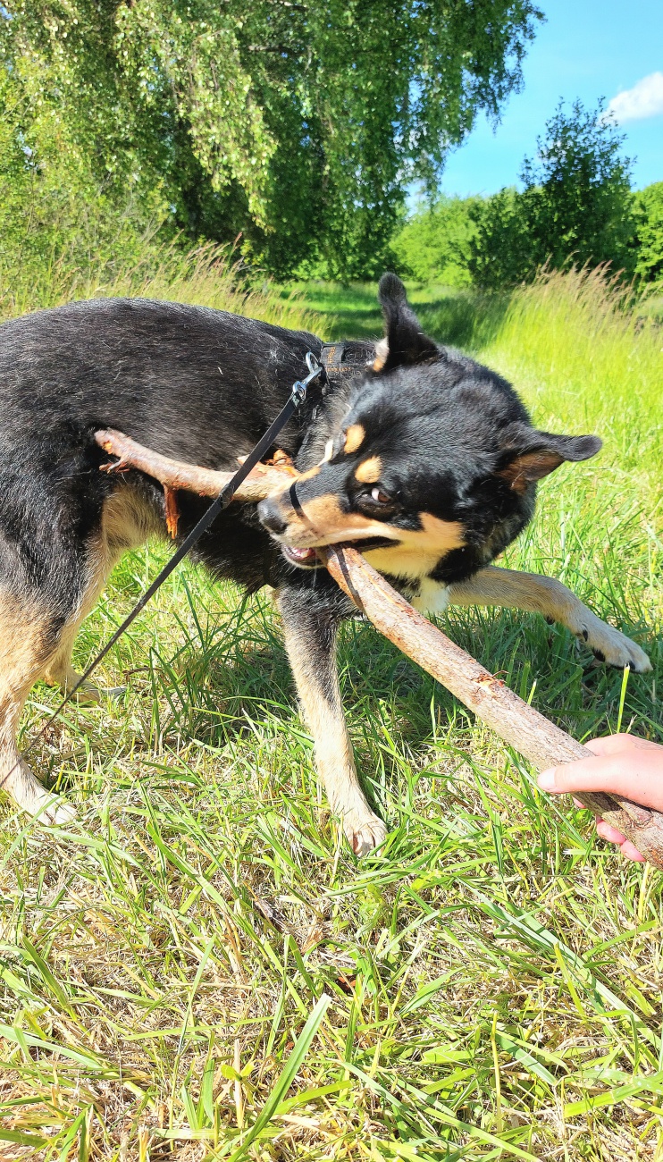 Foto: Martin Zehrer - --- VITO sucht sein Für-Immer-Zuhause! ---<br />
<br />
Rasse: Vermutlich Australian Kelpie<br />
Name: VITO<br />
Alter: Ca. 2-3 Jahre<br />
Fundort: Nähe der Sternwarte Tirschenreuth<br />
<br />
Magisch 