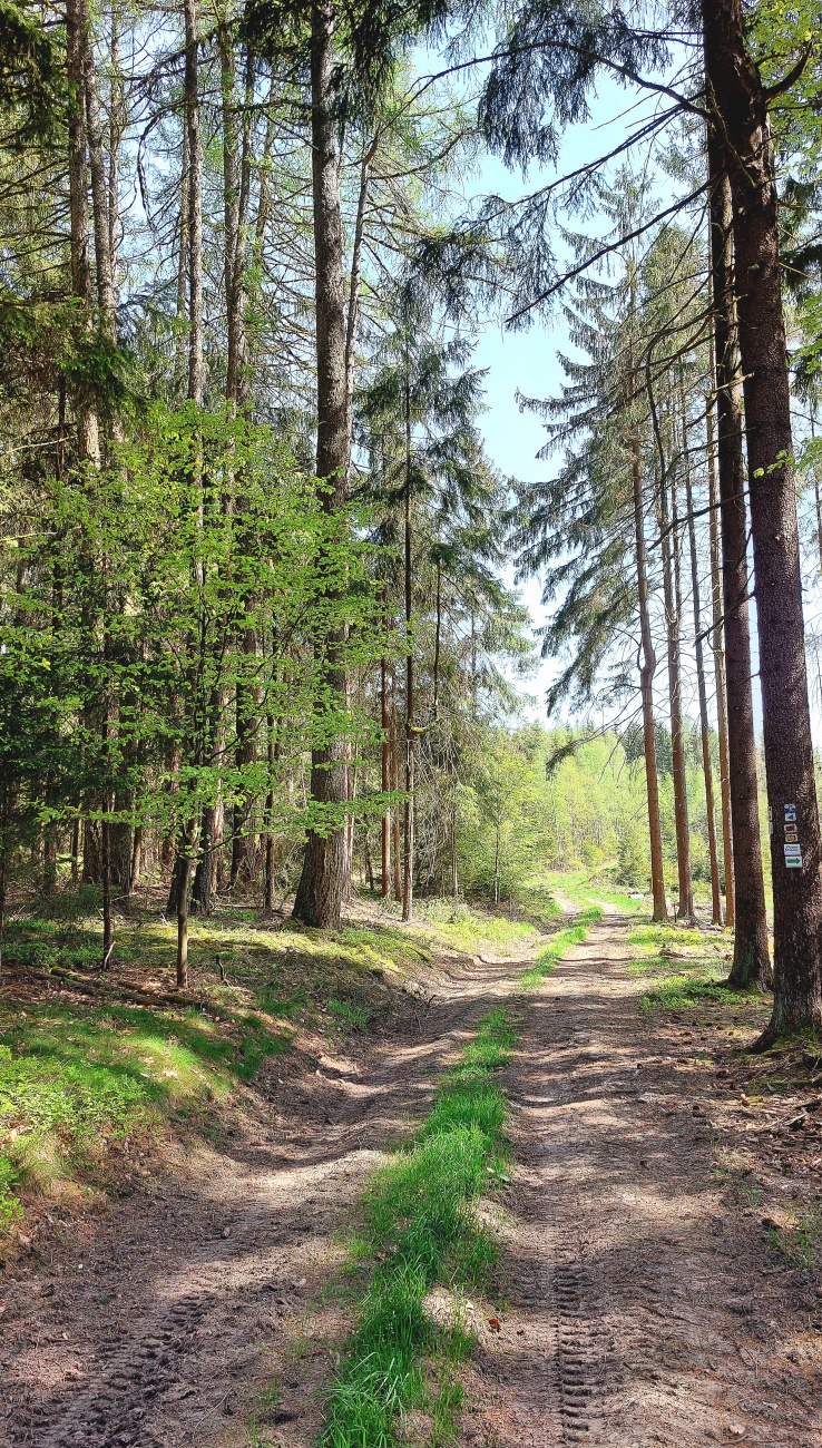 Foto: Martin Zehrer - Unterwegs im Zissler-Wald   zwischen Godas und Zwergau. 