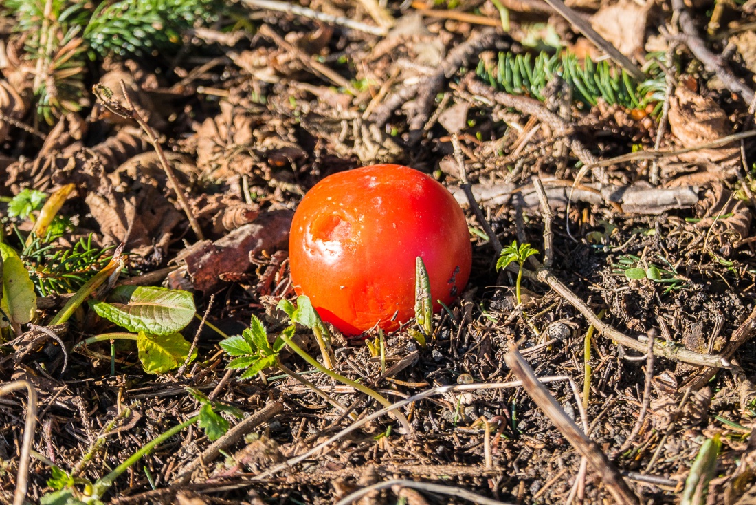Foto: Martin Zehrer - Eine Tomate neben einem Parkplatz bei Godas droben! 