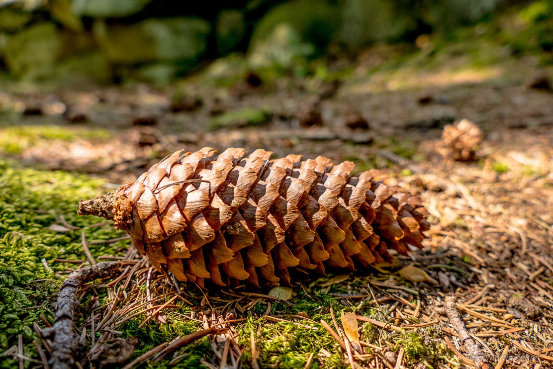 Foto: Martin Zehrer - Ein Tannenzapfen liegt auf dem Waldboden. Gesehen beim Wandern durch den Steinwald. 