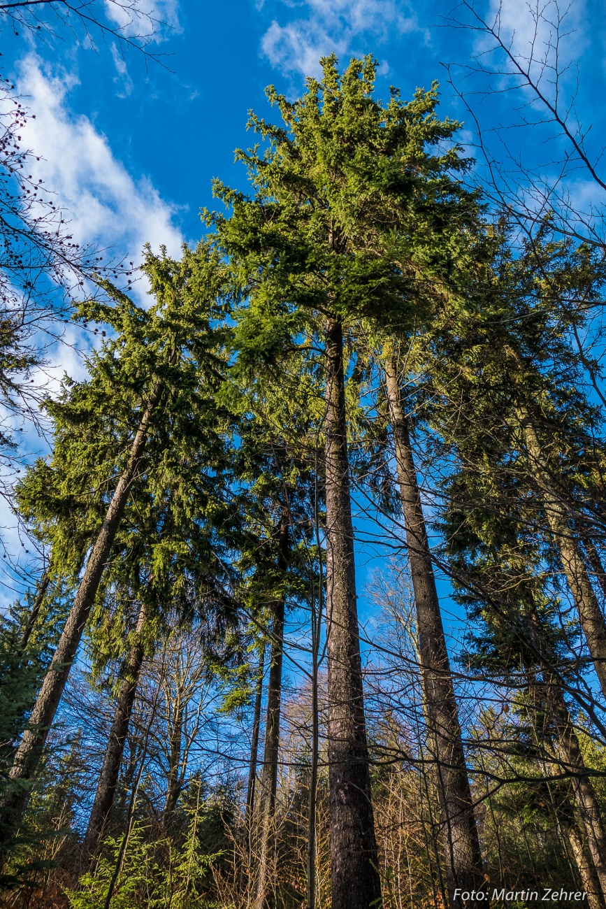 Foto: Martin Zehrer - Man bekommt fast Frühlings-Gefühle... Winterwanderung durch den Steinwald am 26.12.2017 