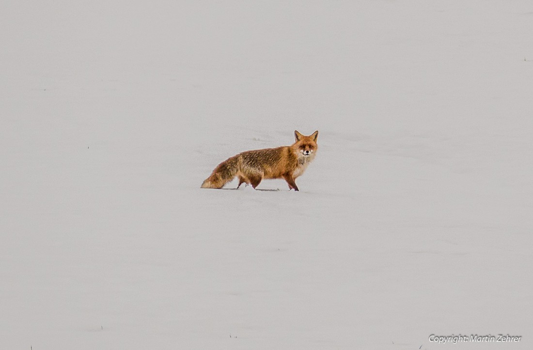 Foto: Martin Zehrer - Winterfuchs bei Waldershof... er war auf der Suche nach Mäusen. 