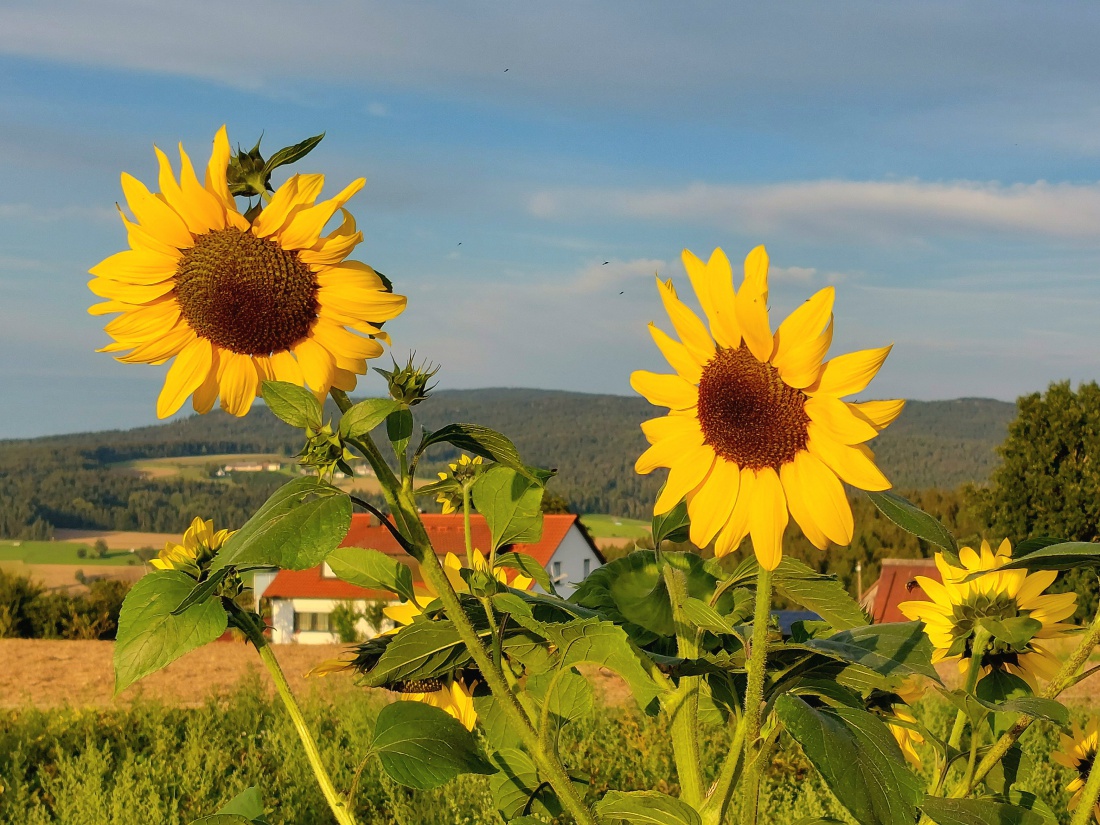 Foto: Martin Zehrer - Sonnenblumen bei Godas... 