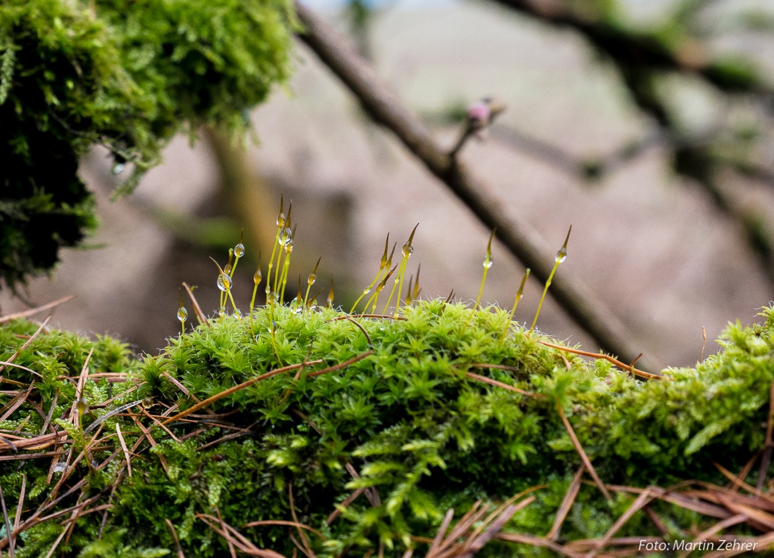 Foto: Martin Zehrer - Wasser-Kerzen?! Interessantes Detail auf einem vermoosten Ast an einem knorrigen Baum auf dem Armesberg.... ;-) 