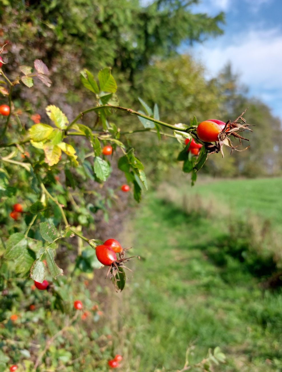 Foto: Martin Zehrer - Eine wunderschöne Morgen-Wanderung zum Armesberg. 