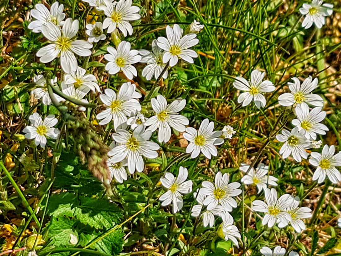 Kemnath blüht!
Ein strahlender Frühlingstag lädt ein zum Spaziergang rund um Kemnath. 