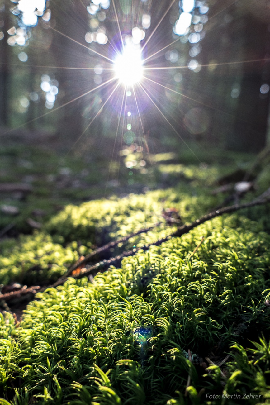 Foto: Martin Zehrer - Spät Nachmittags, am 13. Juli 2017, unterwegs um den Fichtelsee durch den Wald. Die Sonne blinzelt durch die Äste und trifft auf ein Fleckchen Moos... Herrlich!!! 