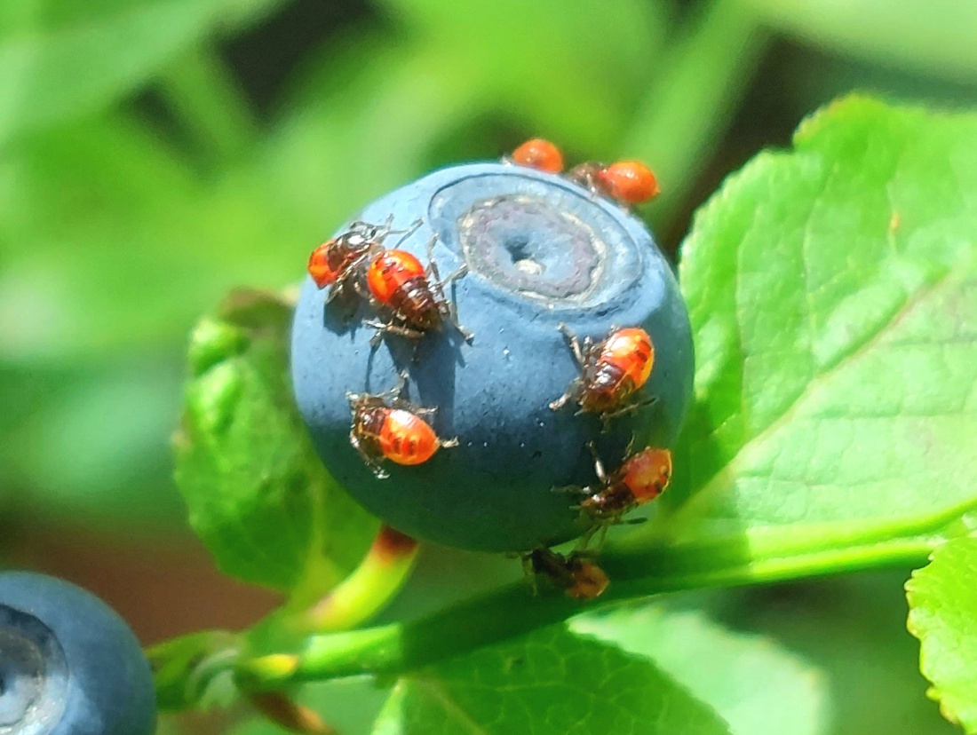 Foto: Martin Zehrer - Weit und breit, zwischen den Sträuchern, eine Schwarzbeere, die von kleinen Tierchen belagert ist.<br />
Warum gerade diese eine Beere und keine andere der tausenden Beeren im 