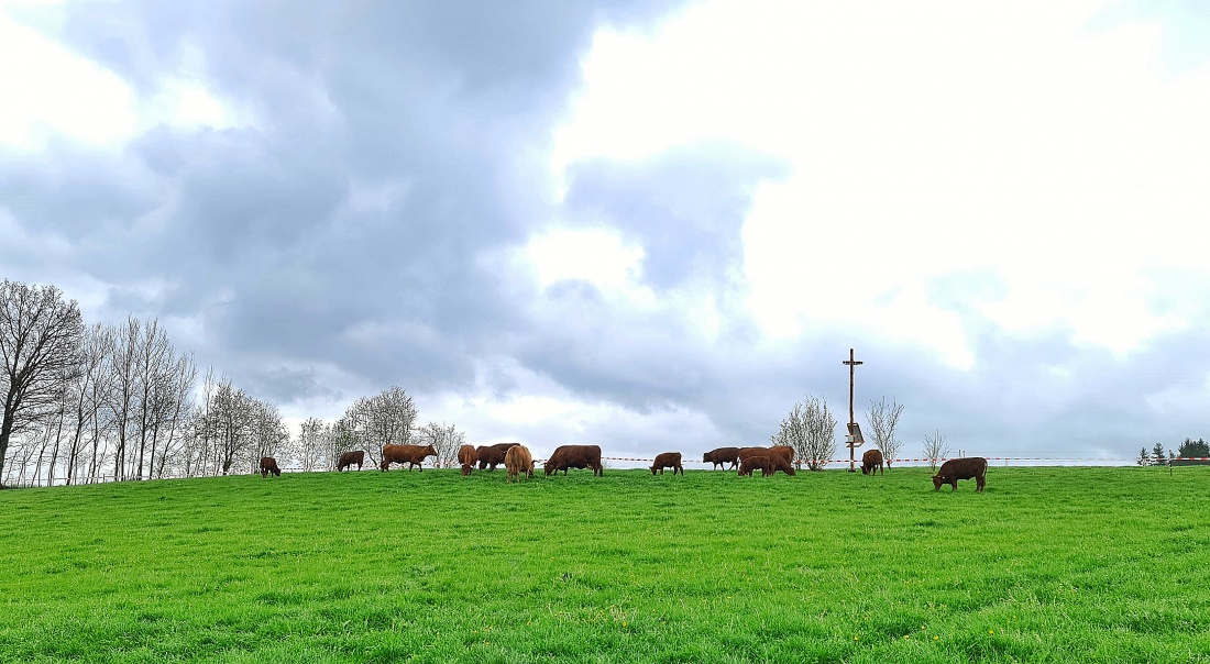 Foto: Jennifer Müller - Heut ist nicht nur Vatertag, sondern auch ein ganz besonderer Tag auf Köstlers Bio-Bauernhof in Hermannsreuth. Trotz kühlen 13 Grad und Nieselregen dürfen heute die Rinde 