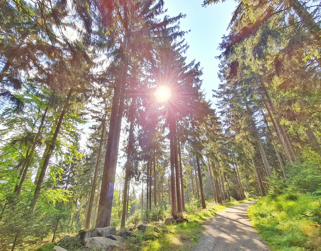 Foto: Jennifer Müller - Wanderung vom Marktredwitzer Haus durch den Steinwald zur Burgruine Weißenstein. 