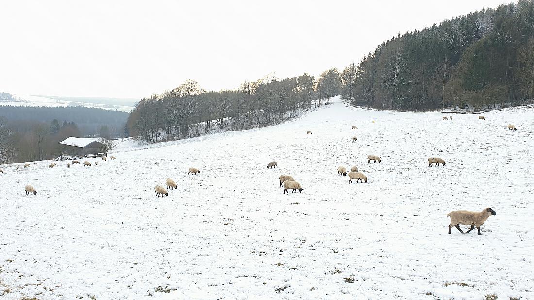 Foto: Martin Zehrer - Schafe am Fuße des Schlossbergs. 