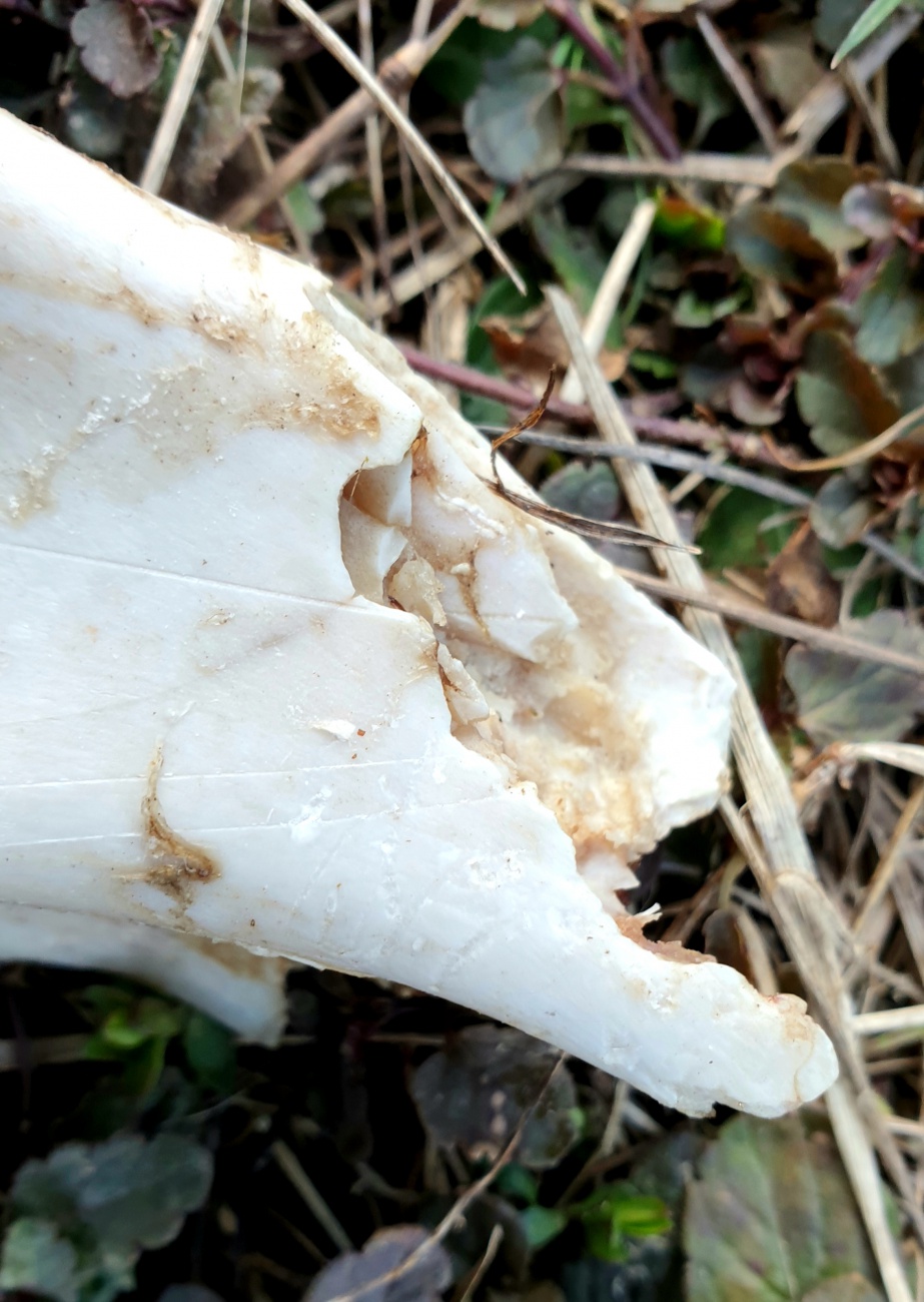 Foto: Martin Zehrer - Knochen auf einer Wiese bei Hermannsreuth 