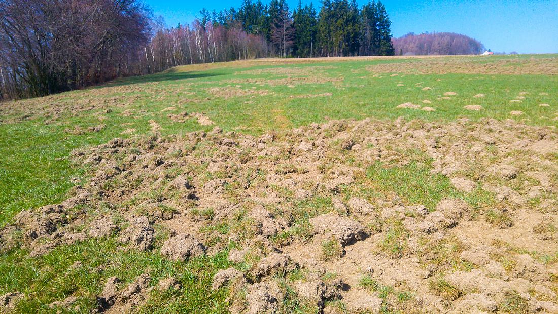 Foto: Martin Zehrer - 27.3.2020 - Oben, am Armesberg...<br />
<br />
Eine riesige Fläche auf der Wiese durch Wildschweine umgegraben...<br />
<br />
Wegen der Ausgangsbeschränkung nur alleine unterwegs... 