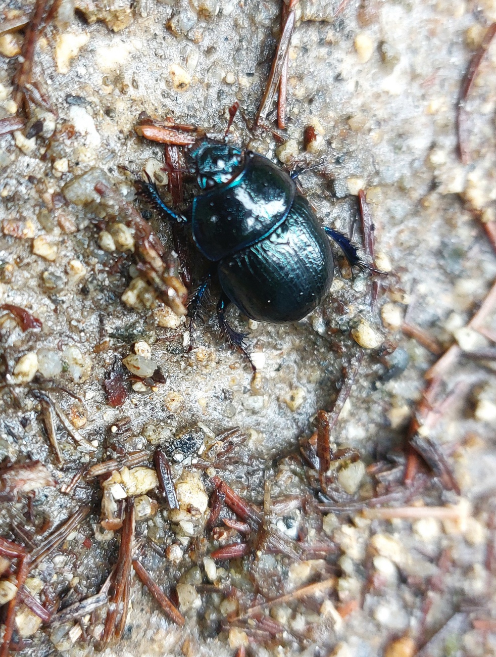 Foto: Martin Zehrer - Ein schwarzer Käfer krabbelte über den Waldweg. 