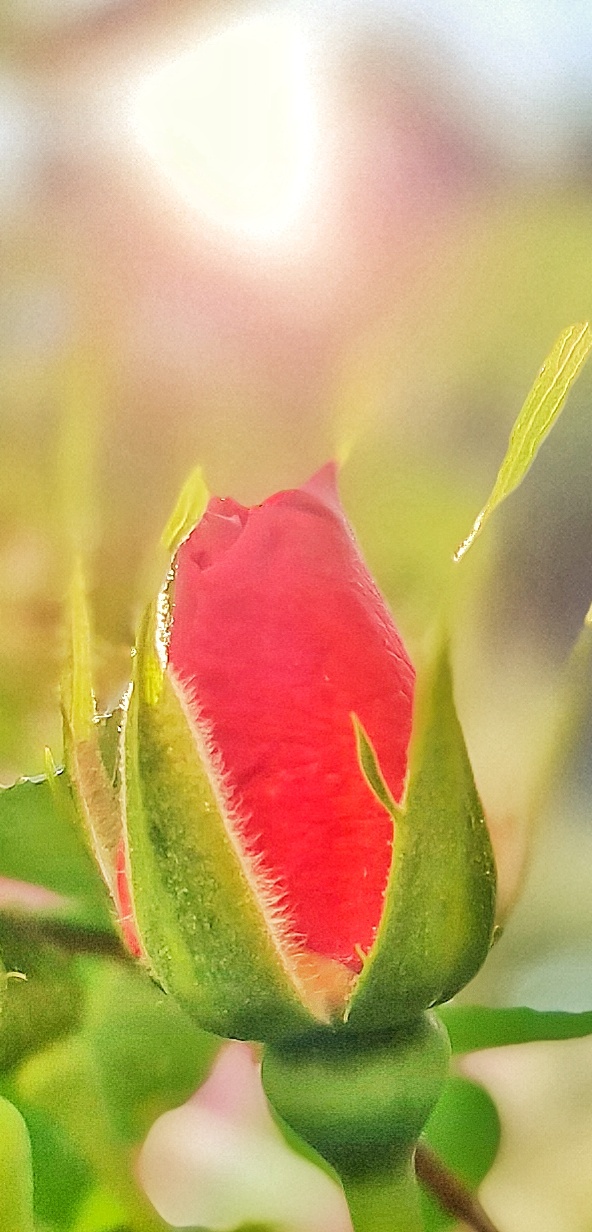 Foto: Jennifer Müller - Eine zarte Rosenblüte bahnt sich in der wärmenden  Morgensonne ihren Weg in den Sommer 