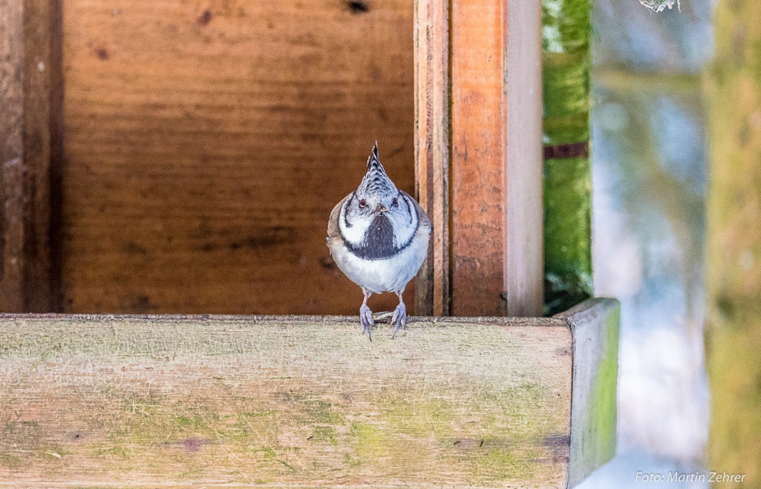 Foto: Martin Zehrer - Wer kennt diesen Vogel?<br />
<br />
Gesehen beim Aufstieg zur Kösseine... 