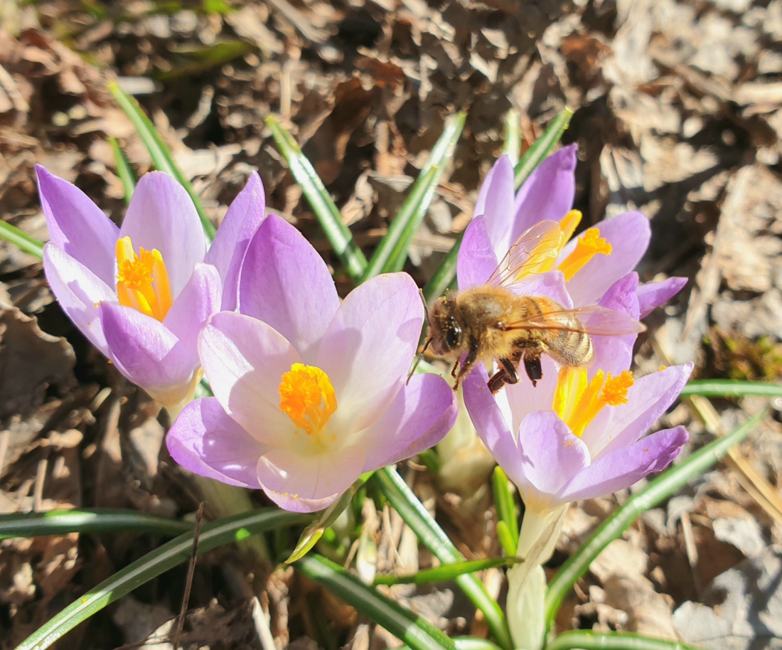 Foto: Martin Zehrer - Frühlings-Zeugen... 