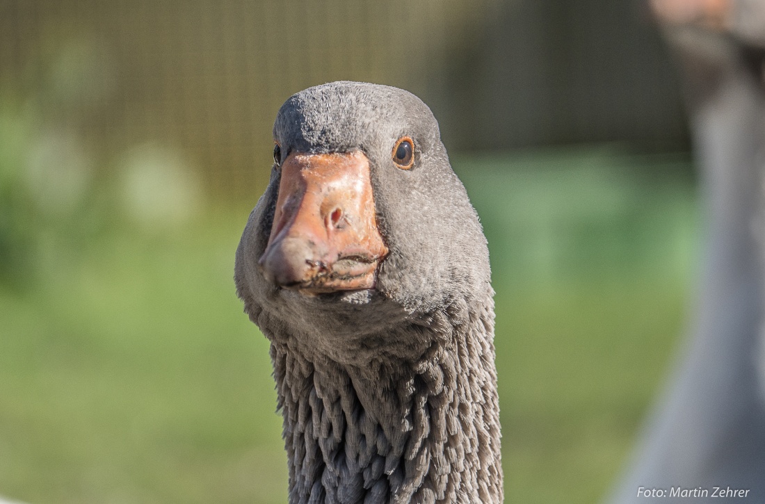 Foto: Martin Zehrer - Er hatte immer einen Blick auf mich... Der Chef der Gänse-Familie auf Köstlers Bauernhof. Die kleine Leni lehrte mich aber, dass man einfach nicht zurückweichen darf, wen 