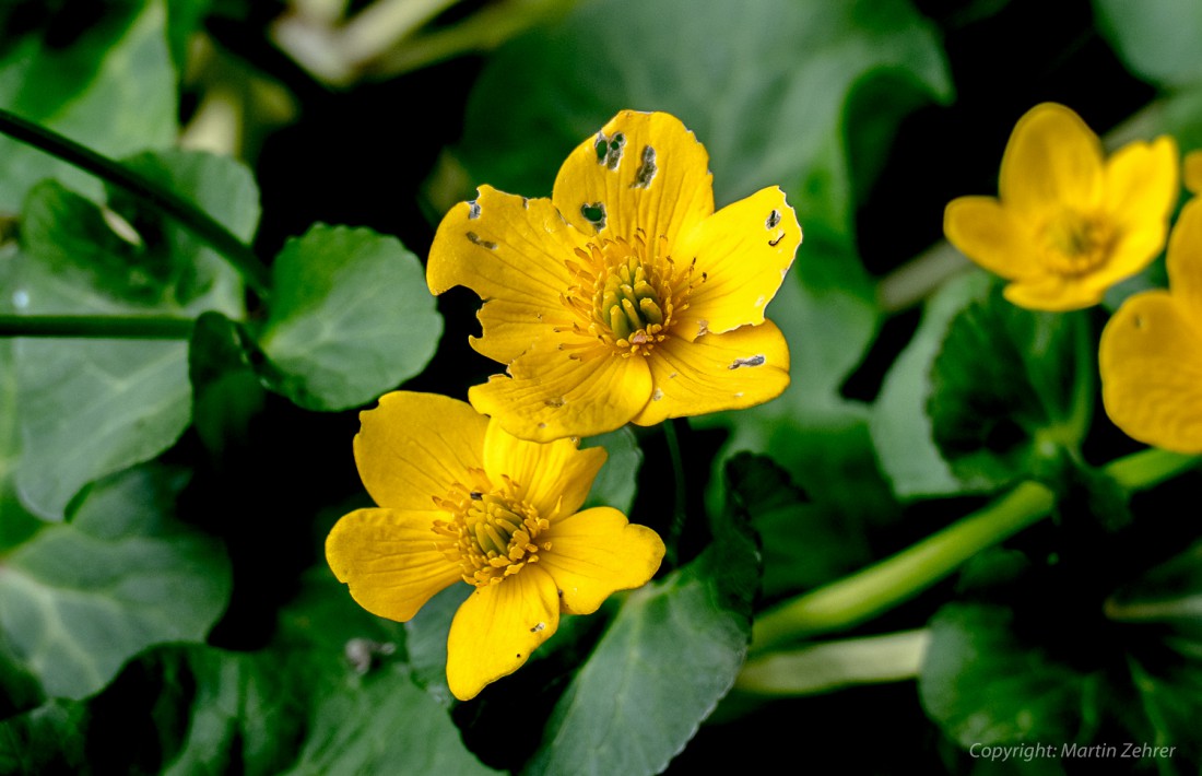 Foto: Martin Zehrer - Sie mögen es feucht. Gefunden wurden diese Blumen im sogenannten Helmes-Wald am Rande des Steinwalds unterhalb der Ortschaft Godas. 