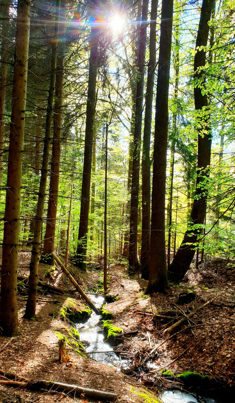 Foto: Martin Zehrer - Eine perfekte Spät-Nachmittags-Wanderung...<br />
<br />
Dieser Sonntag war wettertechnisch sehr durchwachsen.<br />
Zum späten Nachmittag hin riss der Himmel aber auf. Perfektes Wander 