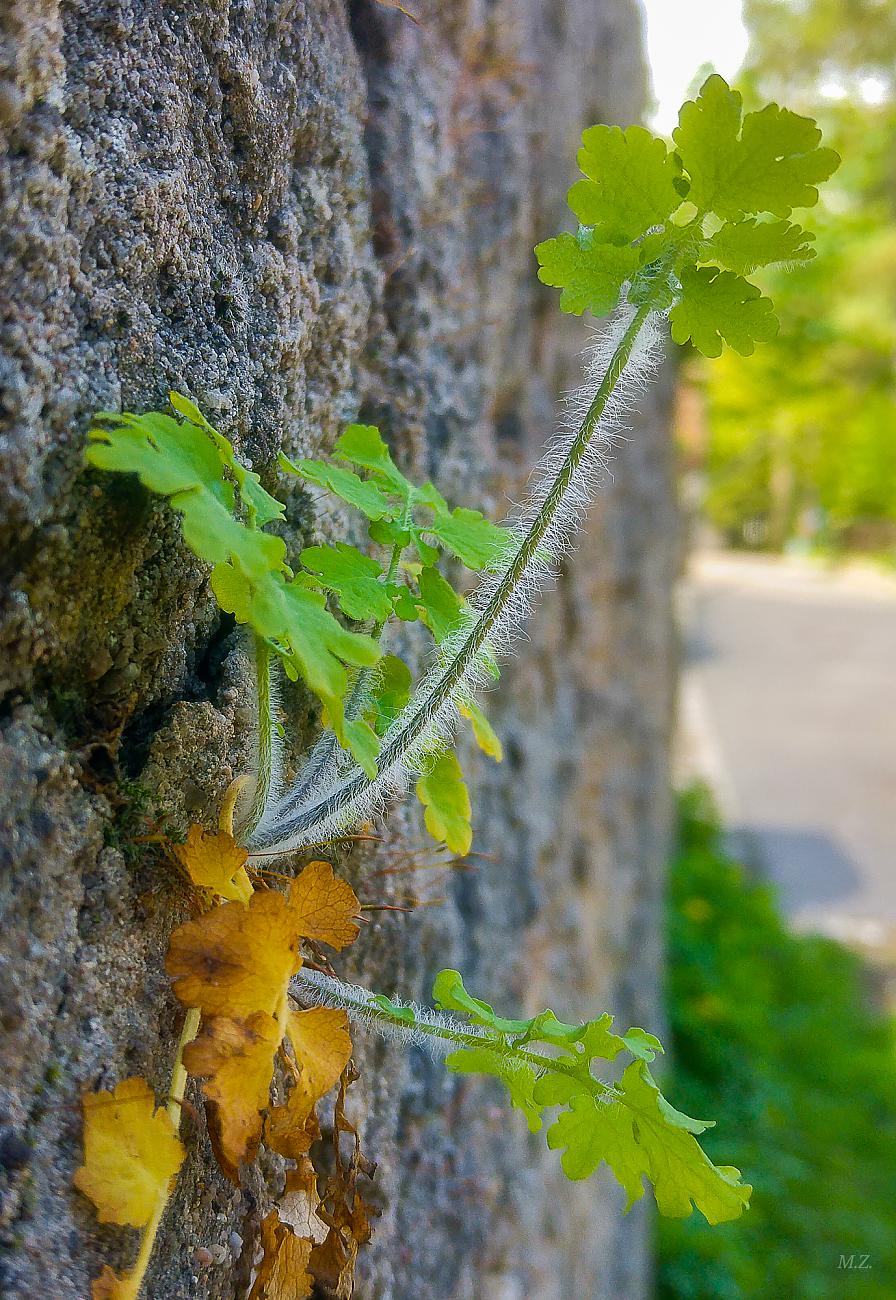 Foto: Martin Zehrer - In Kemnath an einer Mauer... 