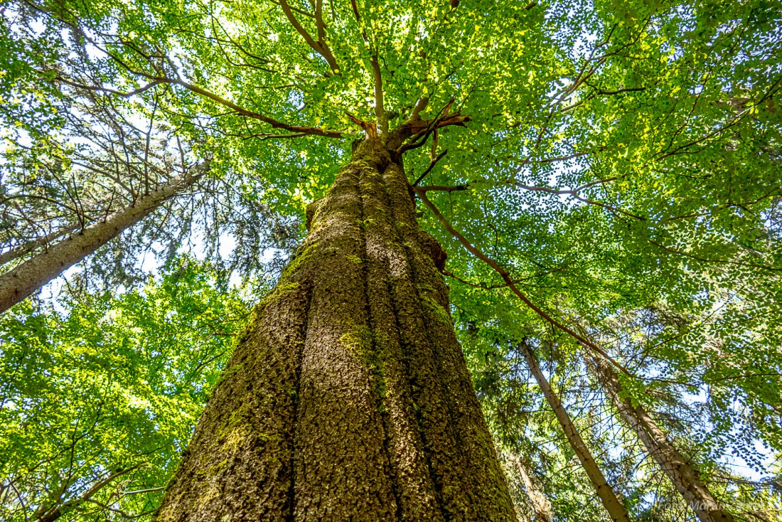 Foto: Martin Zehrer - Verdrehte Welt im Steinwald. Dieser Baum hat einen in sich verdrehten Baumstamm.  