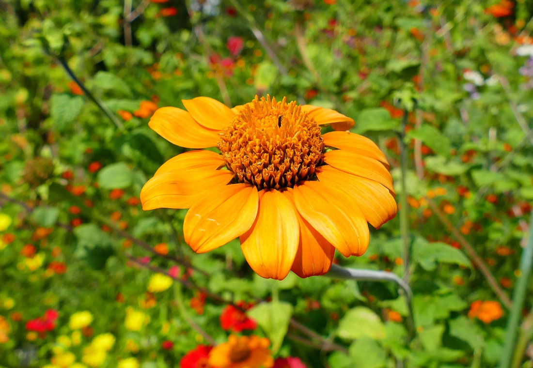 Foto: Martin Zehrer - Steht im ÖKOLOGISCH-BOTANISCHER GARTEN in Bayreuth... Wunderschön! ;-) 