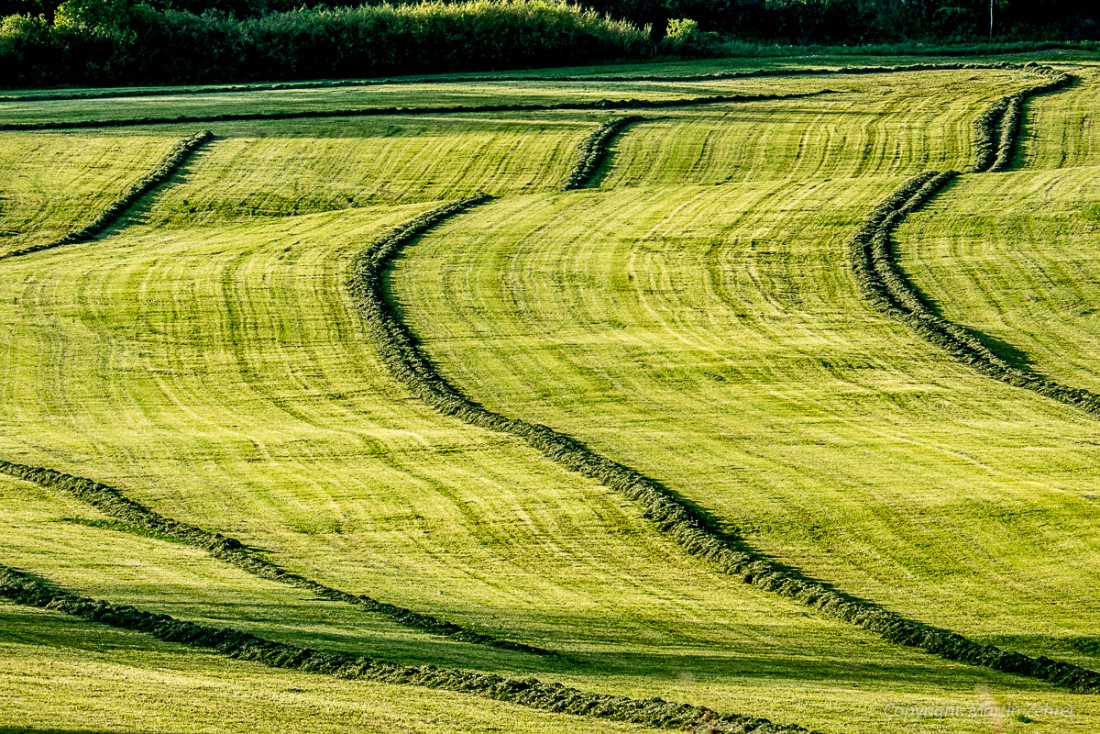 Foto: Martin Zehrer - Pure Linien - bei Zinst auf einer Wiese... 