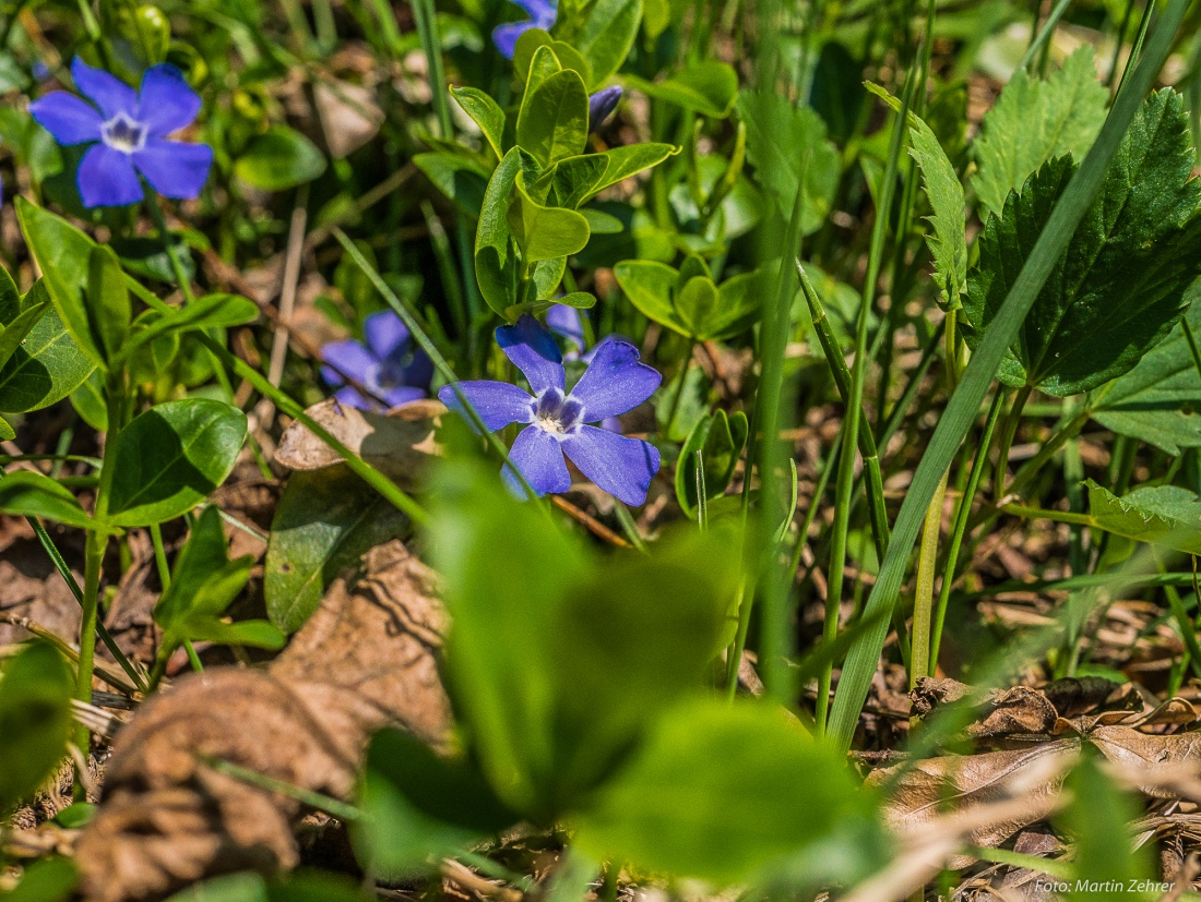 Foto: Martin Zehrer - Wer kennt sie?! Blau und wunderschön... Frühling am 21. April 2018! 