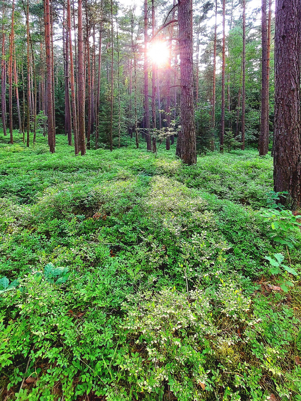 Foto: Martin Zehrer - Die Frühe Waldsonne... 