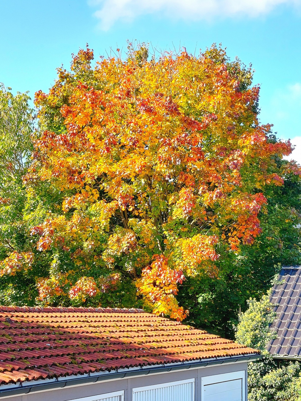 Foto: Martin Zehrer - Wunderschöne Farben, es ist Herbst in Kemnath... 