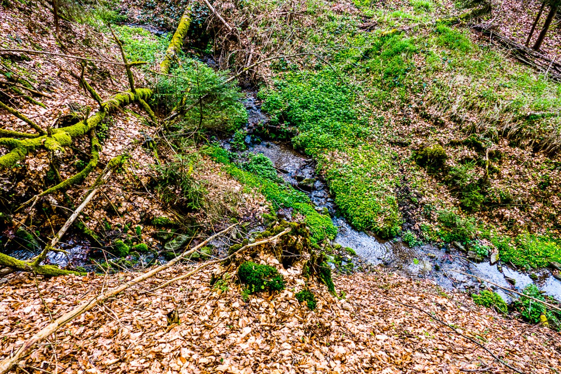 Foto: Martin Zehrer - Vereint zum Godas-Bach. Zwei Bächlein, vom Zissler-Wald (Zwergau) herunterfließend, vereinen sich hier zum Godas-Bach. Von den Einheimischen wird dieses Bächlein "Goudes- 