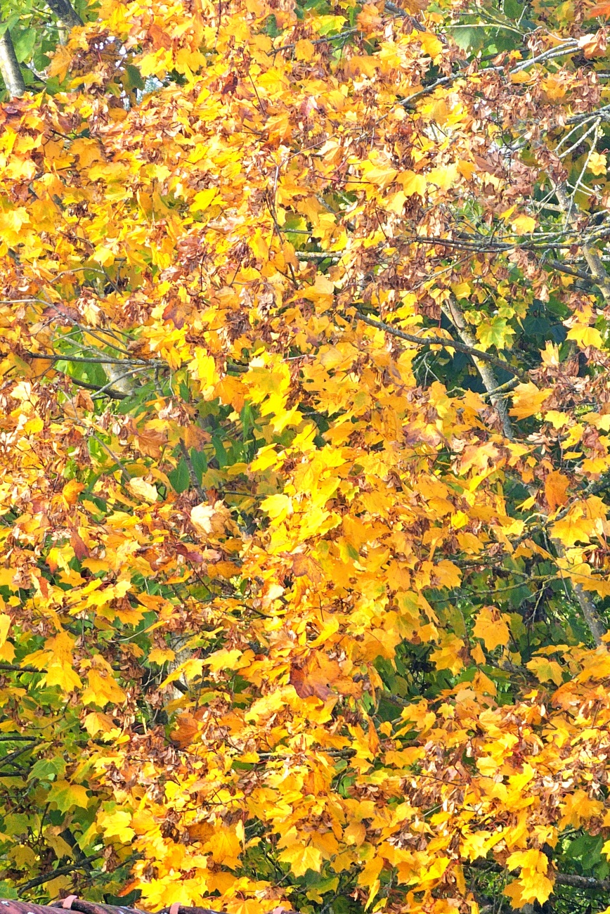 Der Herbst ist schon länger da. 
Die Farben erinnern uns daran, dass bald wieder die ruhigere Zeit Einzug hält.
In gut 2 Monaten ist Weihnachten... :-)