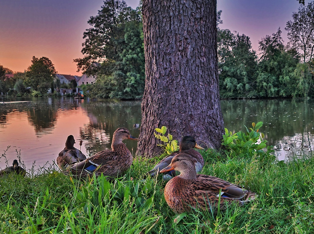 Foto: Jennifer Müller - Ein gemütliches Plätzchen ist der Stadtweiher in Kemnath. Nicht nur für uns... ;-) Hier genießen die Enten den schönen Früh-Herbst-Abend am ruhigen Wasser. 