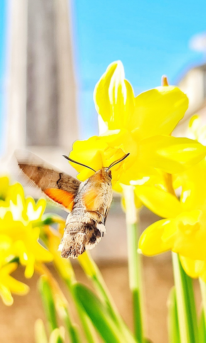 Foto: Jennifer Müller - Erste Frühlings-Boten am kemnather Stadtplatz. 