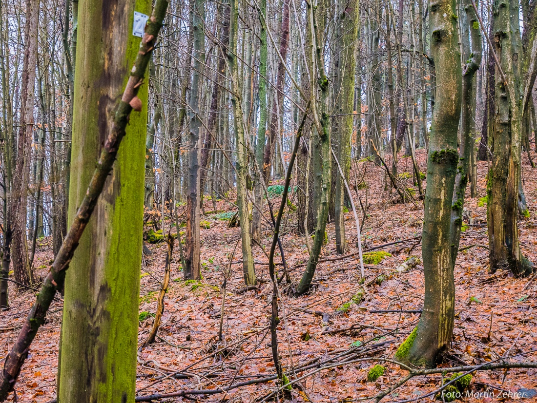 Foto: Martin Zehrer - Ein Baum gehört da nicht rein?! Findest Du ihn? ;-) 