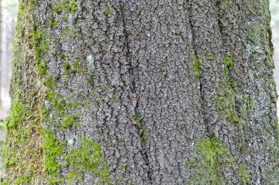 Foto: Martin Zehrer - Wandern im Steinwald<br />
<br />
Wie eine Schraube windet sich dieser Baum nach oben. 