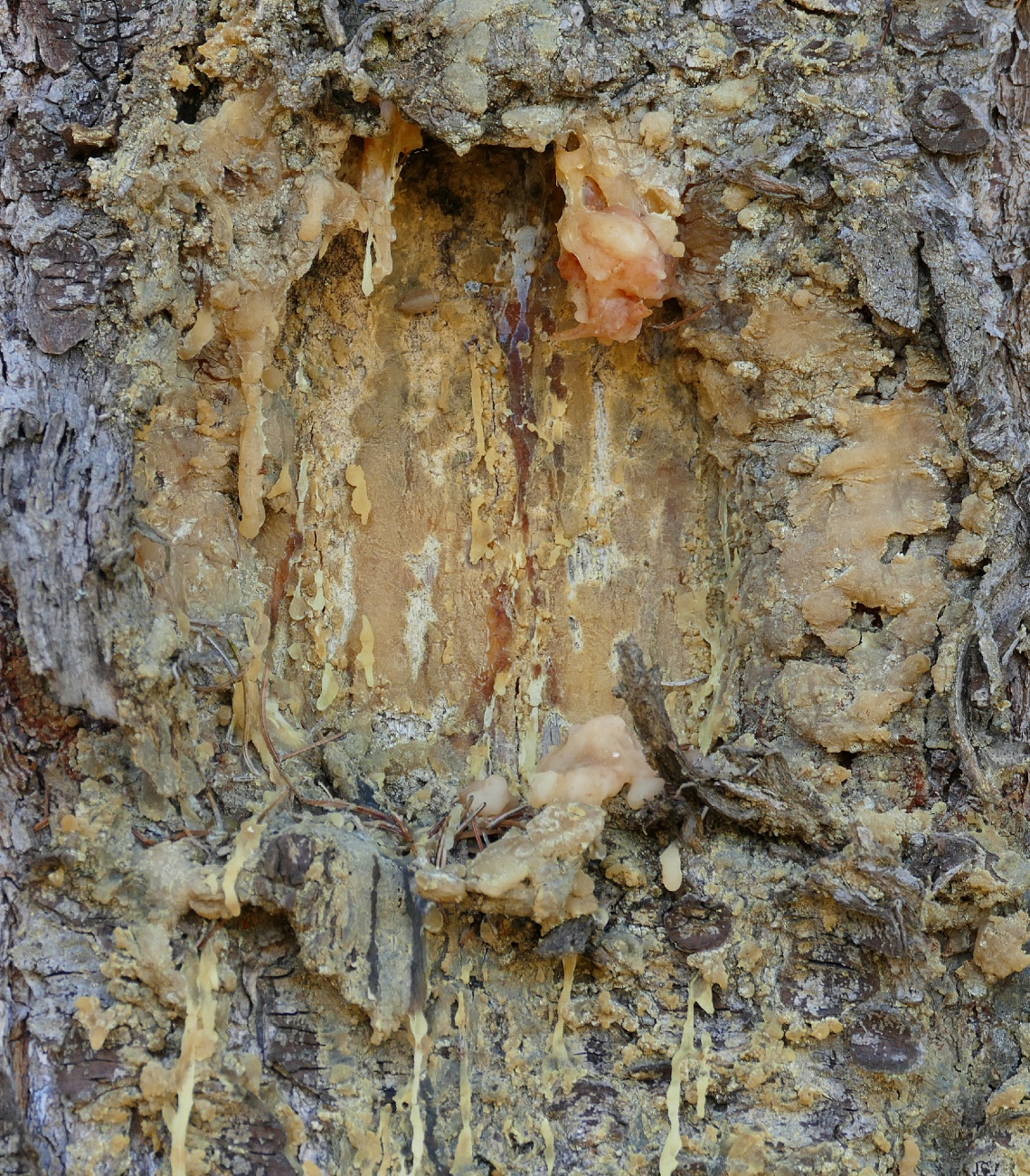 Foto: Martin Zehrer - Seit Jahren ist dieser Baum an dieser Stelle mit Harz überzogen... 