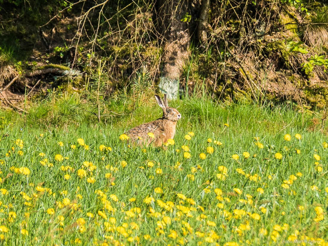 Foto: Martin Zehrer - Der macht aber große Augen!!! <br />
Ein Feldhase auf einer Wiese, in der Nähe der Weiher zwischen Eisersdorf und Neusteinreuth. 