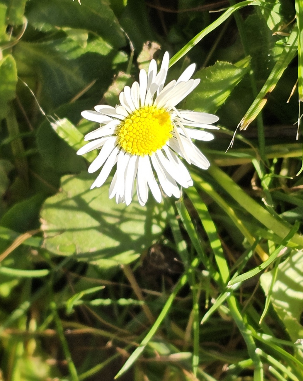 Unkaputtbar... ein Gänseblümchen wächst am 27. Oktober 2026 mitten in Kemnath...