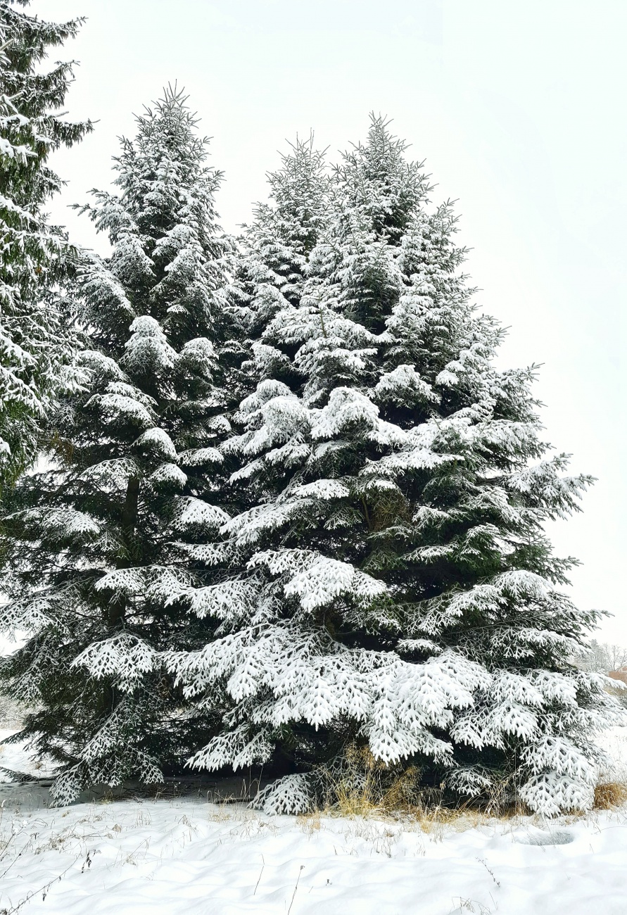 Es hat richtig viel geschneit in Kemnath! 