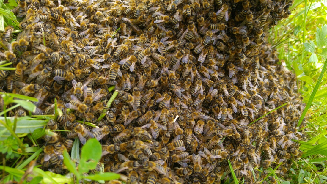 Foto: Martin Zehrer - Tausende Bienen folgten ihrer Königin und trafen an einem Ästchen aufeinander bis sich dieser zum Erdboden runter bog. 