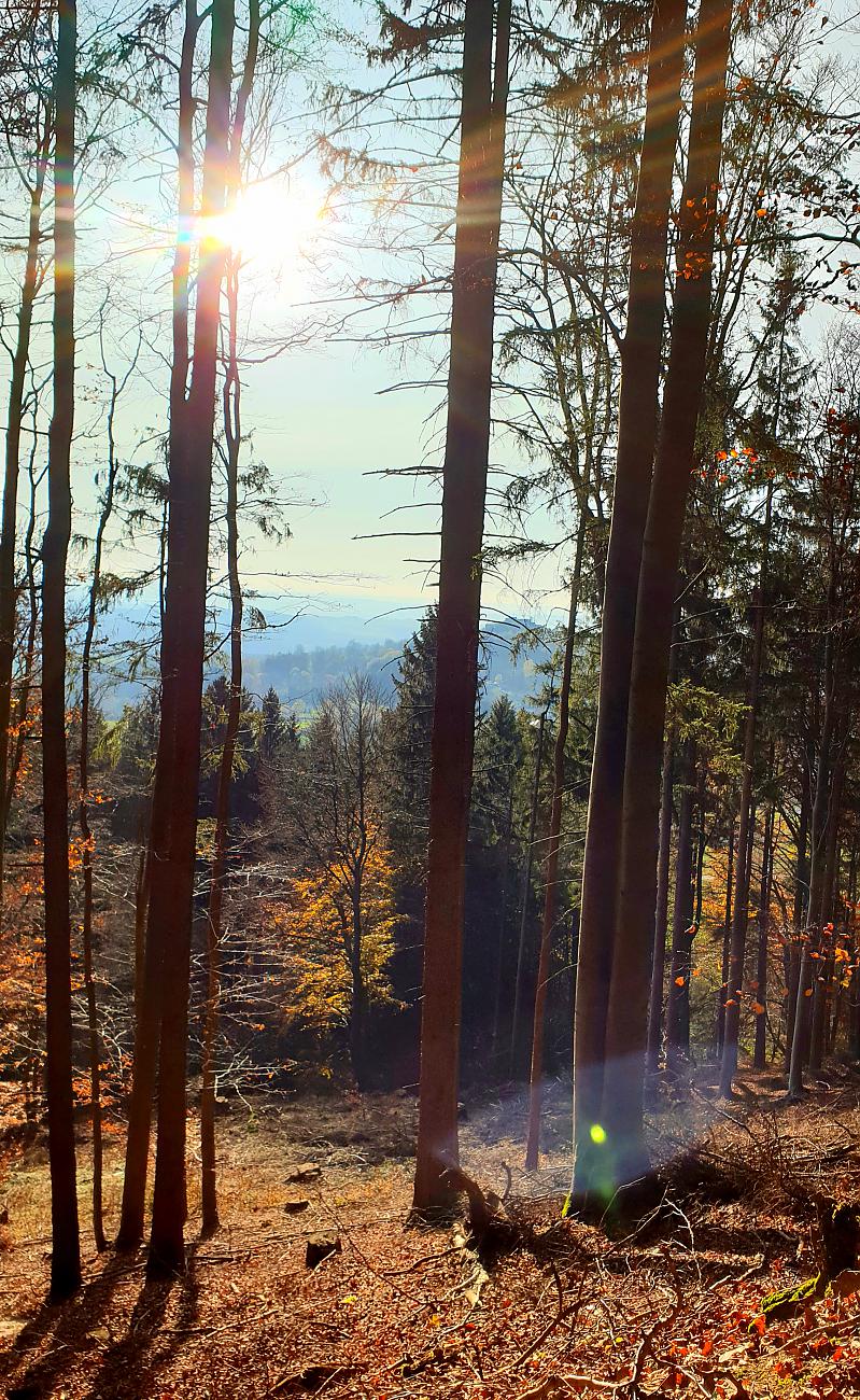 Foto: Martin Zehrer - Hammer-Wetter am 7. November 2020<br />
<br />
Die Wanderung ging von Godas nach Waldeck, von dort quer durch den Wald hinauf zum Zisslar-Hut bei Zwergau und dann wieder nach Godas 