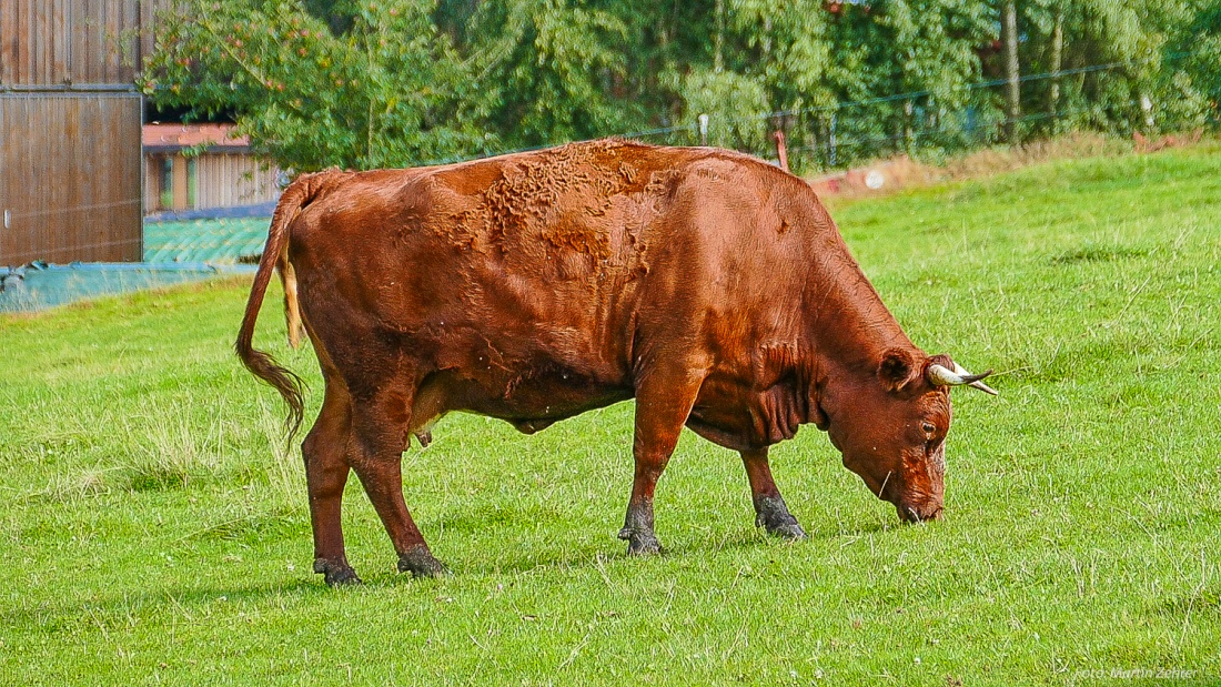 Foto: Martin Zehrer - Grast noch auf der Weide... Eine wunderschöne Rotvieh-Dame auf Köstlers Bauernhof in Hermannsreuth... 