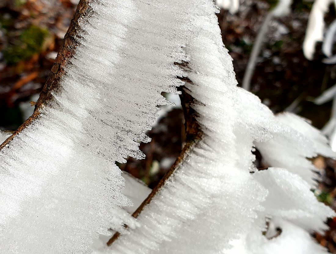 Foto: Martin Zehrer - Angefroren...  Eiskunst an den Ästen der Bäume bei Ölbrunn. Gesehen beim Winterwandern...  