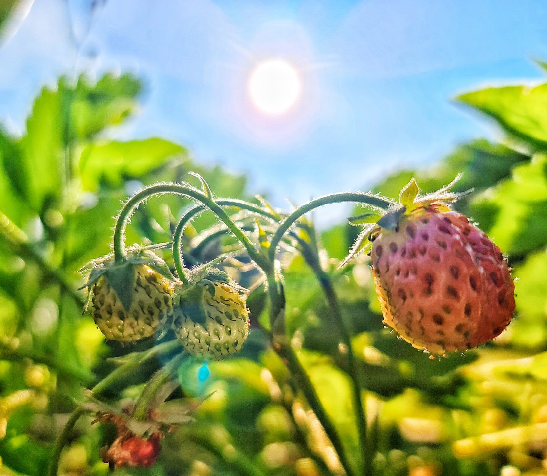 Foto: Jennifer Müller - Ein extrem toller Tag mit extrem lieben Menschen geht extrem schön zu Ende! <br />
Höhhofer Erdbeeren in der Abenddämmerung... 